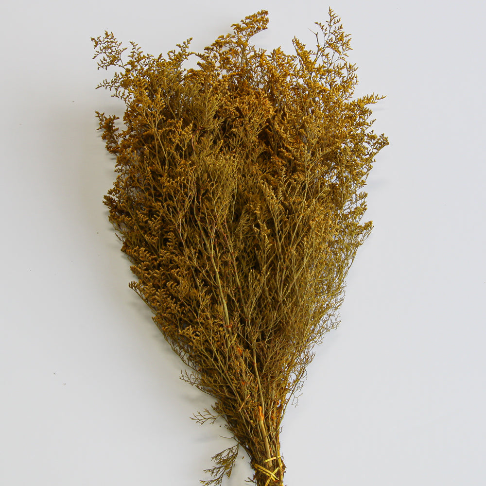 Preserved Dyed Caspia 8oz Gold Orange