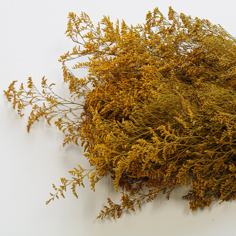 Preserved Dyed Caspia 8oz Gold Orange